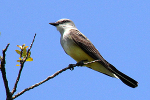 Western Kingbird